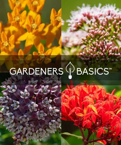 Miniatura 6 de Kit de inicio de semillas de algodoncillo de mariposa – Cultiva 4 hermosas variedades de algodoncillo – Semillas de reliquia sin OMG, kit completo