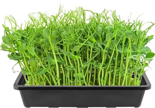 Miniatura 5 de KEILEOHO Paquete de 12 bandejas de malla de plástico, bandejas de germinación de semillas negras, bandeja de cultivo de microverdes con parte