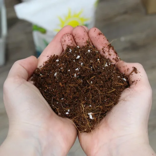Miniatura 7 de Soil Sunrise Mezcla para macetas de perlita de turba de coco (4 cuartos de galón) de coco suelto y perlita