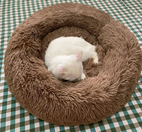 Miniatura 4 de Cama redonda de felpa suave moderna para gatos o perros pequeños, cama para perros o gatos de tamaño mini o mediano, auto-calentable, otoño, Café