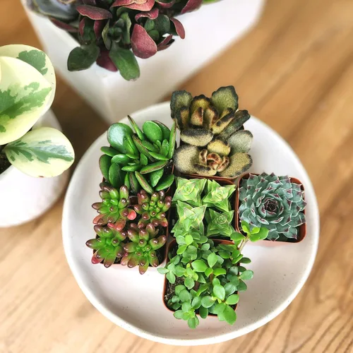 Miniatura 2 de Paquete de plantas suculentas vivas (paquete de 6), plantas suculentas reales y mini plantas para principiantes, plantas de casa vivas, mini