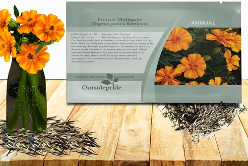 Miniatura 9 de Outsidepride 100 semillas anuales Tagetes Patula Francesa Marigold Amber Glow Garden Flower Seeds para plantar