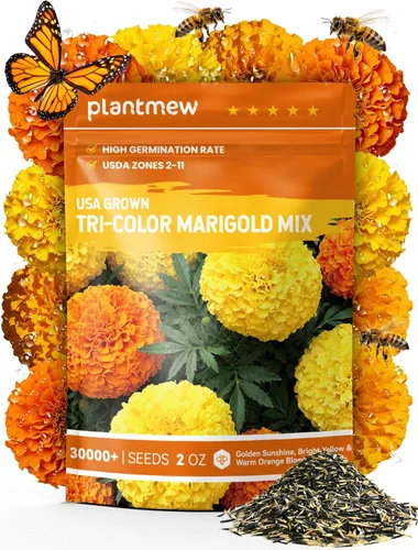 Miniatura 9 de Semillas de caléndula francesa – Heirloom Petite Tri-Color Mix – Flores vibrantes amarillas/naranjas – Más de 15000 semillas para plantar al aire