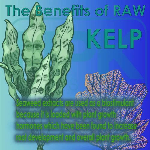 Miniatura 2 de RAW Kelp Marine - Fertilizante de refuerzo del crecimiento de plantas soluble en agua para el desarrollo de raíces y el crecimiento de plantas, 2