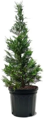 The Leland Cypress Tree, Evergreen, tolerante a la sequía, resistente, 7 galones, maceta de vivero