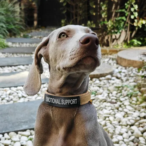 Miniatura 8 de EXCELLENT ELITE SPANKER Collar de nailon para cachorro, ajustable, suave, acolchado, resistente, hebilla de liberación rápida, ligero, sin Negro