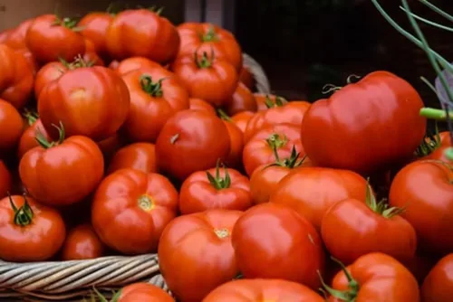 Miniatura 3 de Semillas de tomate Better Boy, 100 unidades ¡Cultiva el tomate clásico Better Boy en tu propio jardín! Estas plantas de tomate indeterminadas