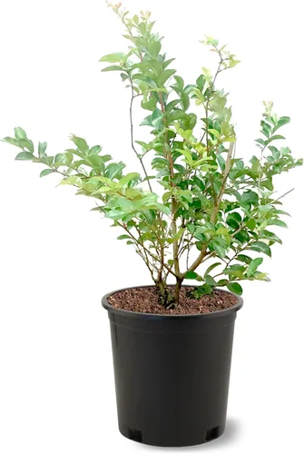 Miniatura 18 de American Plant Exchange Black Diamond Shell Pink Crape Myrtle Tree Live, maceta de 1 galón, 1-1.5 pies de alto, flores rosas vibrantes, tolerantes a