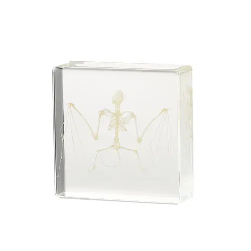 Miniatura 9 de Espécimen de esqueleto de murciélago real en resina para educación científica en el aula, gran regalo para fanáticos de la taxidermia, cráneo