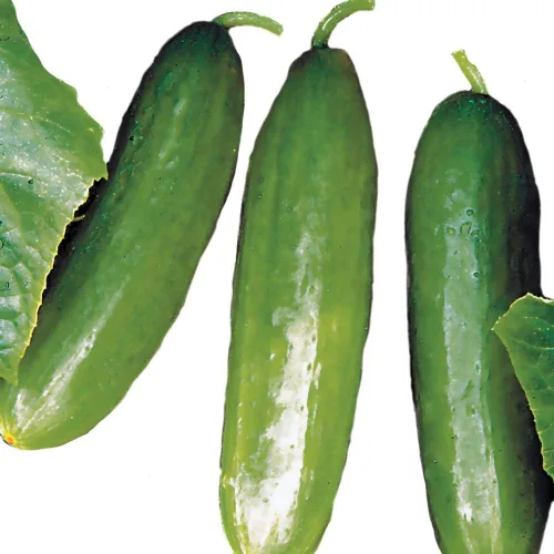 Miniatura 3 de Park Seed variedad de semillas de pepino, plantando pepinos, semillas de vegetales, fáciles de cultivar, sin OMG, perfectas para cosechar, híbrido