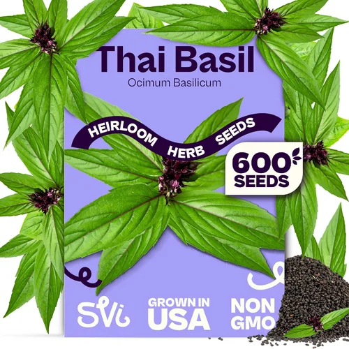 Miniatura 13 de SVI 2000 semillas de albahaca genovesa (Ocimum basilicum) - Paquetes de semillas de albahaca dulce - Semillas aromáticas de hierbas culinarias