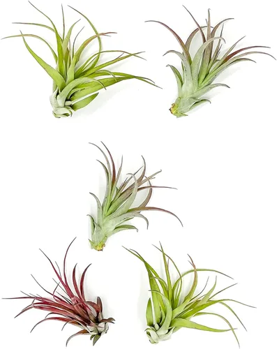 Miniatura 64 de ragnaroc Planta de Aire Viva – Tillandsia Capiput, Jumbo 6-9” - 2 unidades - Llegada Viva Garantizada - Plantas de Casa para Decoración del Hogar
