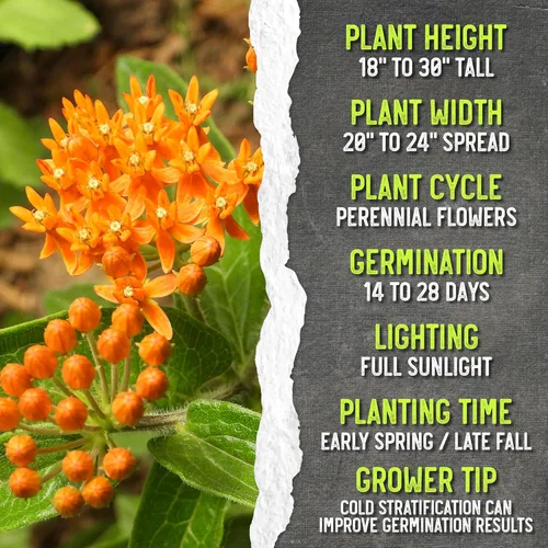 Miniatura 7 de Seed Needs Semillas de algodoncillo naranja para plantar malezas de mariposa, semillas de flores perennes sin tratar para cultivar un jardín