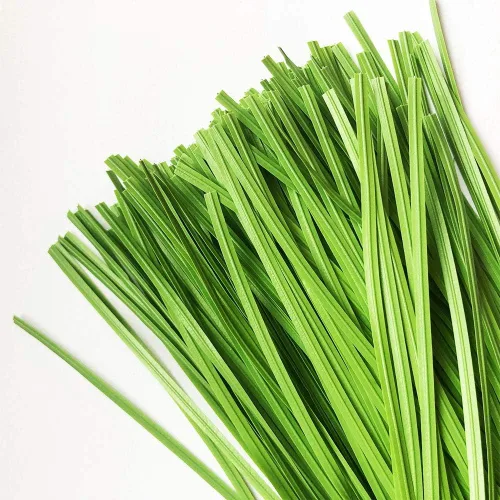 200 lazos para plantas de 6 pulgadas para plantas, enredaderas y cordones de envoltura o árbol de Navidad