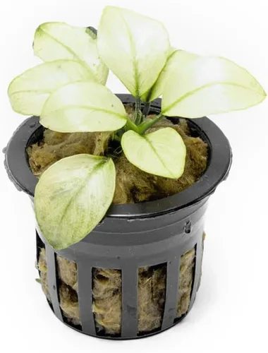 Miniatura 49 de SubstrateSource Plantas vivas – Anubias Hastifolia (Anubias hastifolia) – Luz baja a moderada, hojas en forma de flecha de color verde medio a