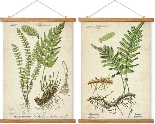 Miniatura 33 de Ovfovy Póster vintage de hongos con marco de madera, estilo retro de pintura botánica de pared, póster de tabla de referencia ilustrativa para sala