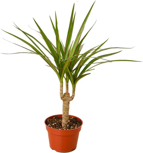 Miniatura 8 de Planta de serpiente Laurentii Sansevieria Trifasciata Planta viva para interior Diferentes plantas de interior en maceta de 4 y 6 pulgadas