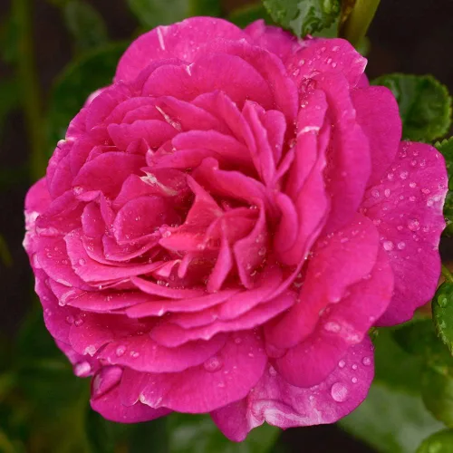 Miniatura 4 de Rosas arbustivas de reliquia, planta de raíz propia viva para jardín al aire libre, fuera del azul, moderadamente fragantes, zonas de rusticidad