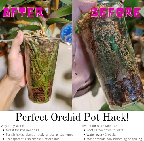 Miniatura 8 de Maceta Transparente de Bricolaje para Orquídeas – Macetas Tipo Taza de Té de 3.5 Pulgadas y Cubiertas Elegantes para Phalaenopsis, Suculentas
