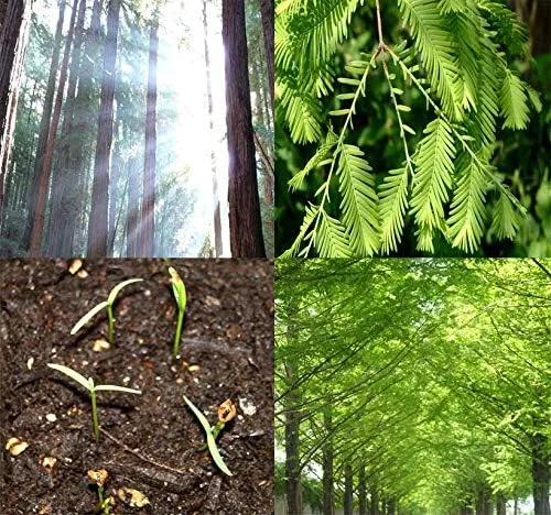 Big Pack by MySeeds.Co -