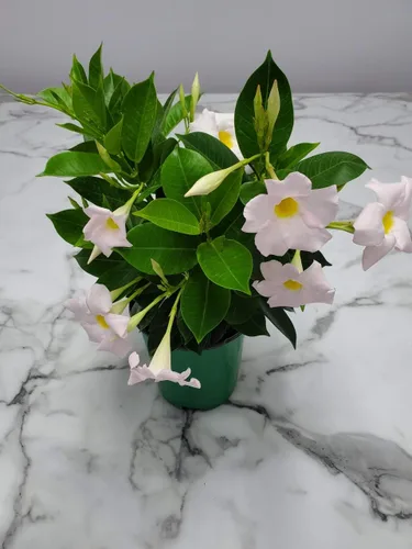 Miniatura 8 de Tropical Plants of Florida - Arbusto blanco de Dipladenia - Altura total de 14 pulgadas - Maceta de 6 pulgadas (1 galón) (solo planta)