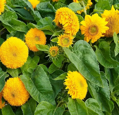 Semillas de girasol para plantar | reliquia y sin OMG | 50 semillas de girasol de oso de peluche para plantar en jardines domésticos | Instrucciones
