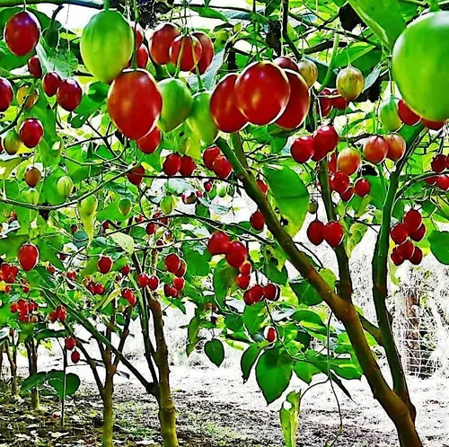 Miniatura 3 de HPGS 10 Seeds - Semillas de tomate Tamarillo Cyphomandra betacea Garden Fruit - Planta de crecimiento rápido, verde, naranja, rojo