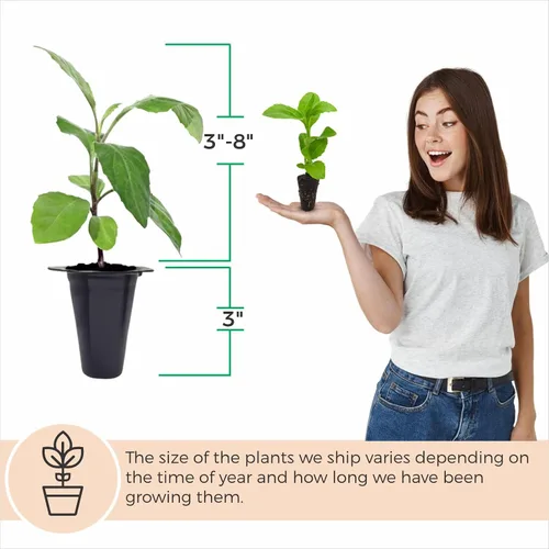 Miniatura 2 de Longevity - Planta de espinacas (paquete de 4) Planta vegetal viva real a la venta Superalimento rico en nutrientes Planta viva fácil