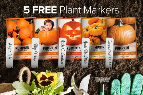 Miniatura 2 de Gardeners Basics, Semillas de calabaza para plantar – 5 variedades Baby Boo, Giant Big Max, Jack Be Little, Jack O Lantern, pastel de azúcar, ideal