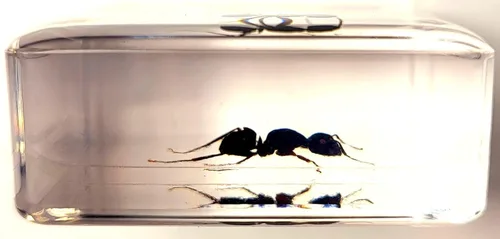 Miniatura 5 de Hormiga tejedora real de 1.457 in en resina de lucita cristalina, espécimen preservado de polyrhachis inmersiones, insectos, taxidermia, colección