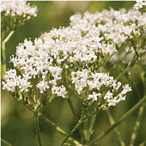 Semillas de valeriana (más de 20 semillas) | Sin OGM | Semillas de flores de hierbas y frutas vegetales para plantar | Paquete de invernadero de