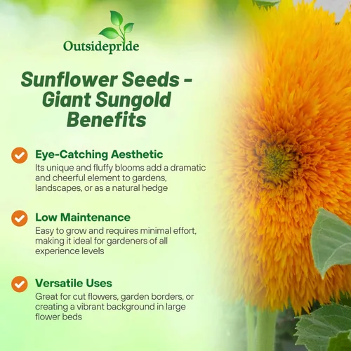 Miniatura 2 de Outsidepride Giant Sungold - Semillas de girasol para plantar, 500 piezas anuales, fáciles de cultivar con flores vibrantes y abundantes