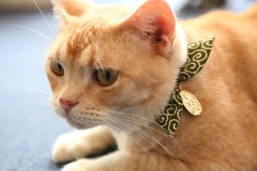 Miniatura 5 de Necoichi Collar de gato ninja (verde) con campana de seguridad, suave y ligero para gatos, gatito, patrón elegante japonés, vendedor número 1