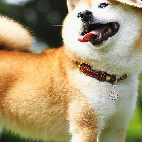 Miniatura 7 de Etiqueta de perro de servicio industrial para cachorros para animales de servicio, perros de apoyo emocional y perros de terapia, totalmente