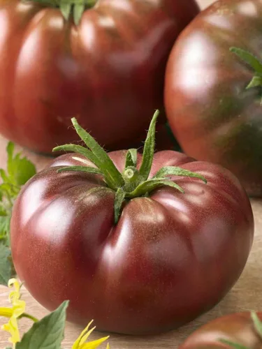 Miniatura 5 de Semillas Black Prince Tomate Determinar Vegetales no OGM para plantar