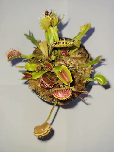 3 pequeñas trampas gigantes Venus para moscas (plantas carnívoras) de 3 pulgadas