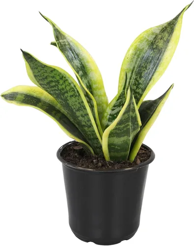 Miniatura 8 de Altman Plants - Planta de serpiente viva (Superba), aproximadamente 13" de alto, prácticamente indestructible, fácil planta suculenta para el hogar