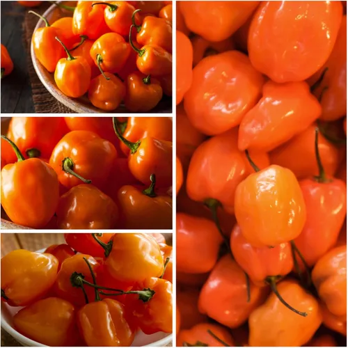 Miniatura 3 de Seed Needs, Colección de paquetes de semillas de pimienta Habanero (5 variedades individuales de semillas para plantar) reliquia, sin OMG y sin