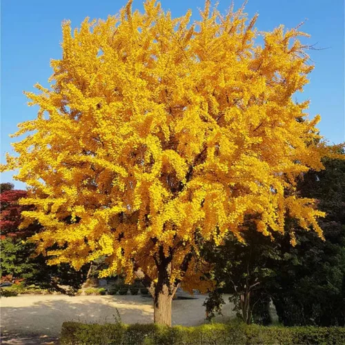 UIOTER Árboles de ginkgo biloba vivos, plantas vivas, 6 a 12 plantas de semillero de árboles de ginkgo de altura, árboles de gingko vivos, plantas