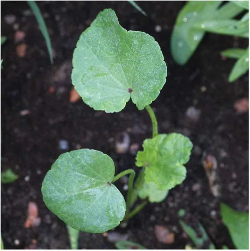 Miniatura 3 de Everwilde Farms - Semillas de flores silvestres de malva rosa de 1 onza - Gold Vault