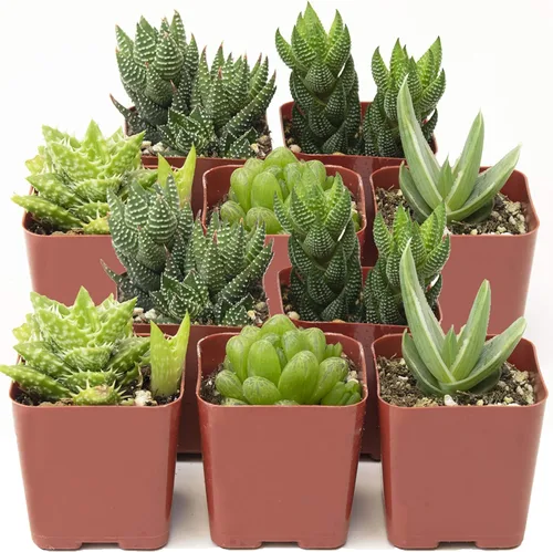 Shop Succulents Colección Haworthia | Surtido de plantas suculentas de interior de aloe en miniatura totalmente arraigadas seleccionadas a mano,