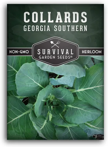 Semillas verdes de col para plantar | Variedad de Georgia Southern Heirloom sin OMG | Verdes de hoja verde para huertos domésticos – Semillas de