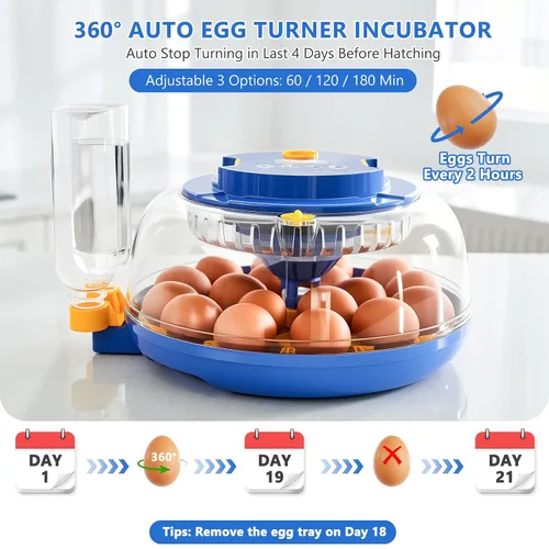 Miniatura 4 de Incubadoras para incubar huevos - Capacidad para 18 huevos, incubadora de huevos con giro automático de huevos y control de temperatura, incubadora