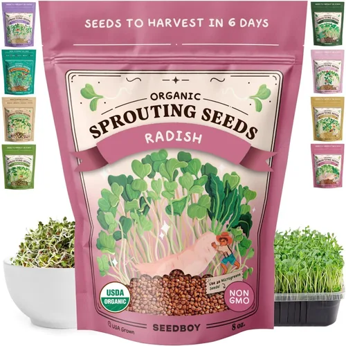 Seedboy Semillas de rábano orgánicas sin GMO para brotes - Semillas de microverdes cultivadas en EE. UU. - Bolsa de 8 oz produce 8 cuartos / 24