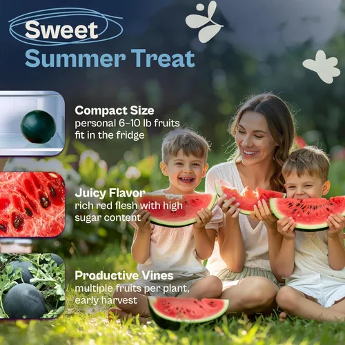 Miniatura 3 de SVI 75 semillas de sandía Sugar Baby para plantar (Citrullus lanatus) - Sandía dulce, mini sandías tradicionales - Semillas de frutas para plantar