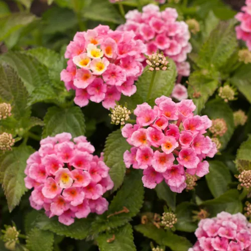 Miniatura 4 de 2 plantas Lantana vivas, en maceta, color rosa brillante, plantas vivas para plantar al aire libre, plantas Lantana arrastradas, planta Lantana