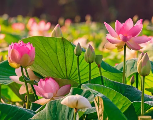 Semillas de loto sagrado para plantar, paquete de 50 semillas de flores acuáticas Nelumbo Nucifera, plantas de jardín acuáticas, cultivo en cuenco o