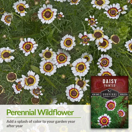 Miniatura 3 de 1 paquete de semillas de margaritas pintadas para plantar con instrucciones para cultivar flores silvestres perennes coloridas en el jardín