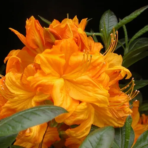 Miniatura 14 de Grandes plantas de rododendro blanco brillante de 1 galón vivas, plantas de azalea de 1 a 3 años de edad, arbustos vivos para plantar, muy bien