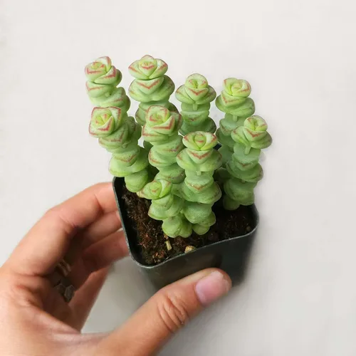 Miniatura 4 de Caja de suculentas Colección única de suculentas de Crassula vivas, fáciles de cultivar, planta de interior para el hogar, totalmente enraizadas